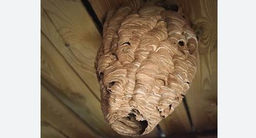 Обработка от шершней Битцевский парк метро Москвы