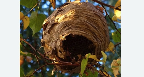Уничтожение шершней Битцевский парк метро Москвы