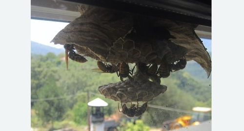 Уничтожение гнёзд шершней Битцевский парк метро Москвы