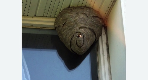 Уничтожение ос Битцевский парк метро Москвы