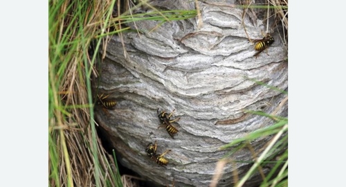 Уничтожение ос и ульев Битцевский парк метро Москвы