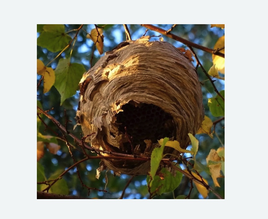 Обработка от шершней Битцевский парк метро Москвы