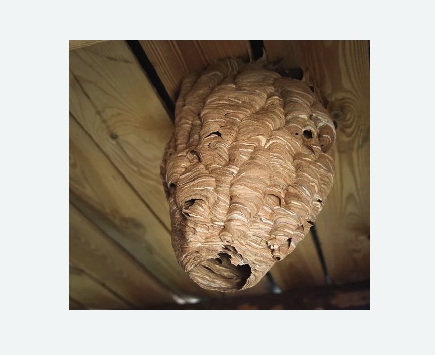 обработка от шершней Битцевский парк метро Москвы