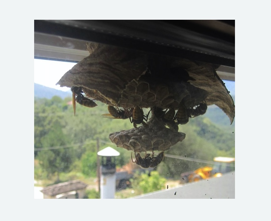 Уничтожение гнёзд шершней Битцевский парк метро Москвы