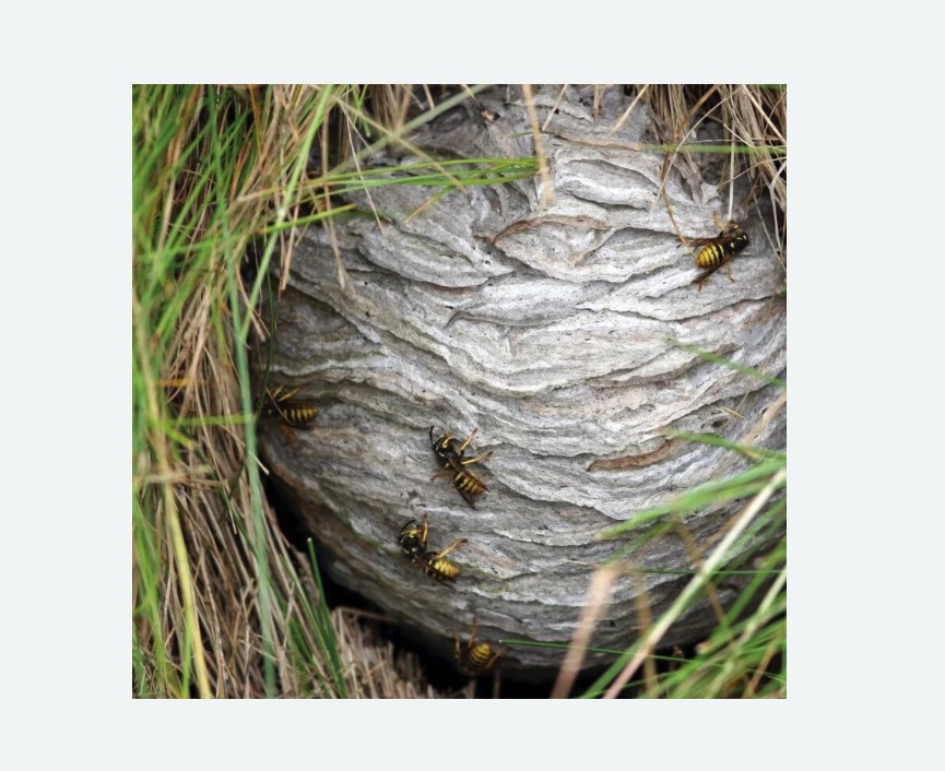 Уничтожение ос и ульев Битцевский парк метро Москвы